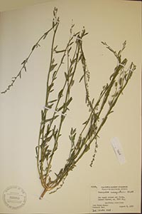 Herbarium Sheet of 